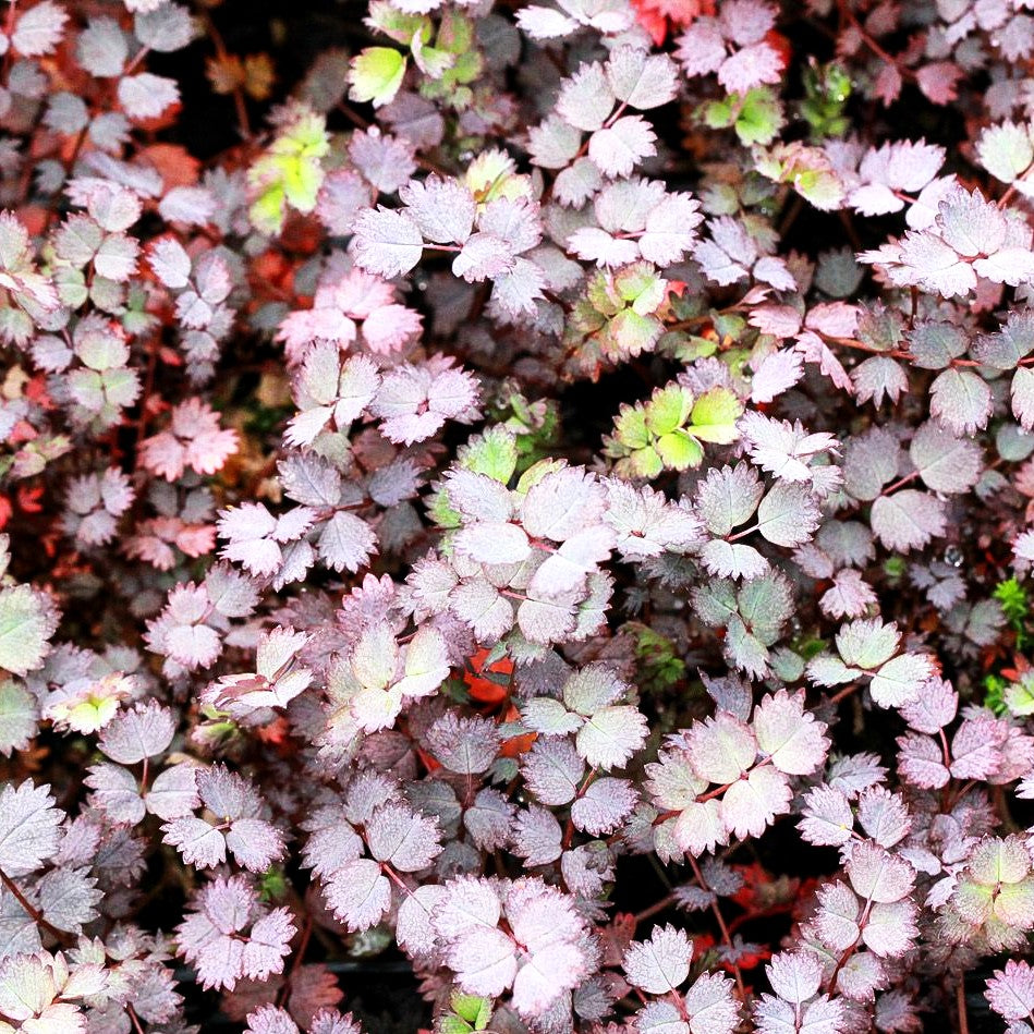 Rotblättriges Stachelnüsschen 'Purpurea' (Acaena inermis)