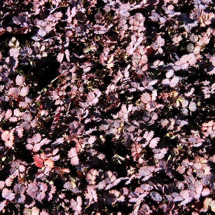 Rotblättriges Stachelnüsschen 'Purpurea' (Acaena inermis)
