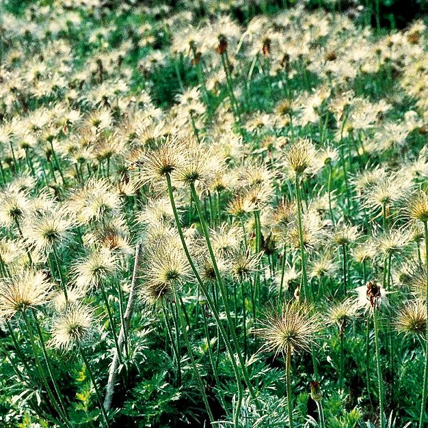 Rotblühende Kuhschelle 'Röde Klokke' (Pulsatilla vulgaris)