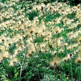 Rotblühende Kuhschelle 'Röde Klokke' (Pulsatilla vulgaris)