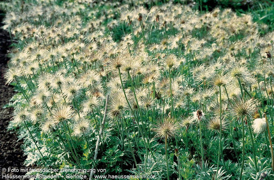 Rotblühende Kuhschelle 'Röde Klokke' (Pulsatilla vulgaris)
