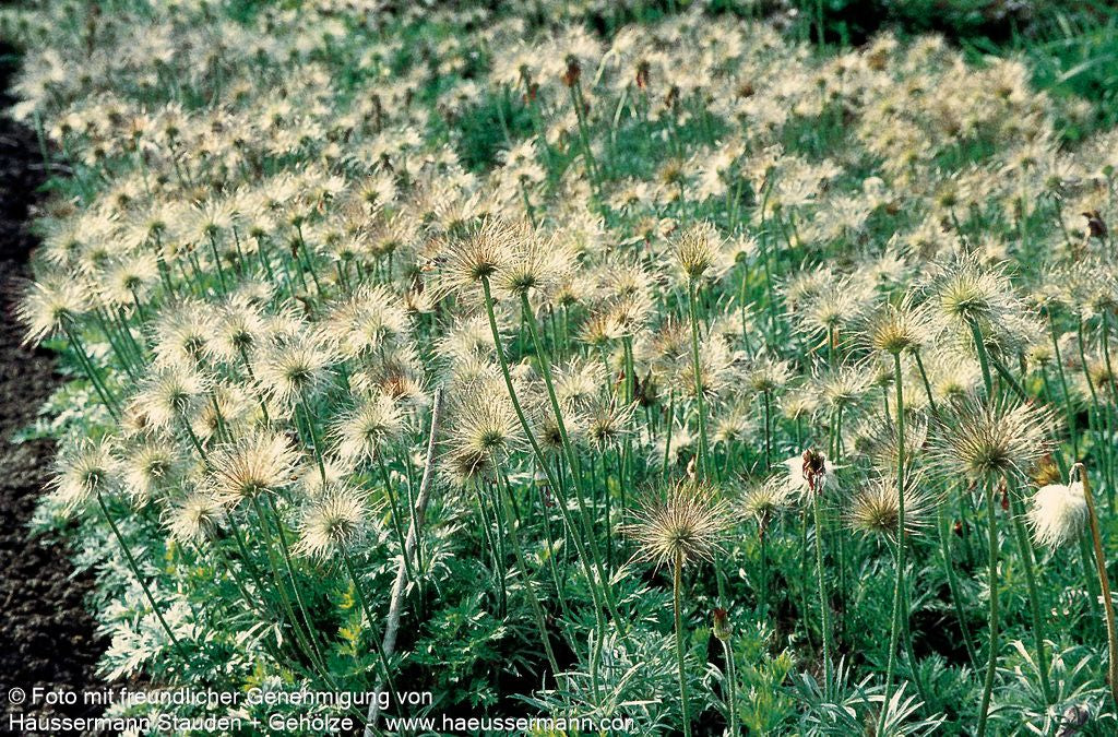 Rotblühende Kuhschelle 'Röde Klokke' (Pulsatilla vulgaris)