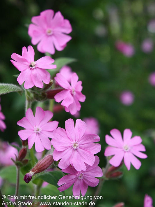 Rotblühende Lichtnelke (Silene dioica)