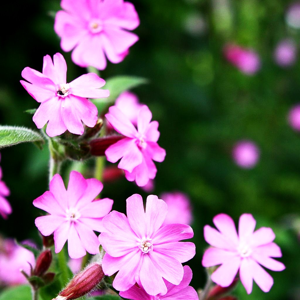 Rotblühende Lichtnelke (Silene dioica)