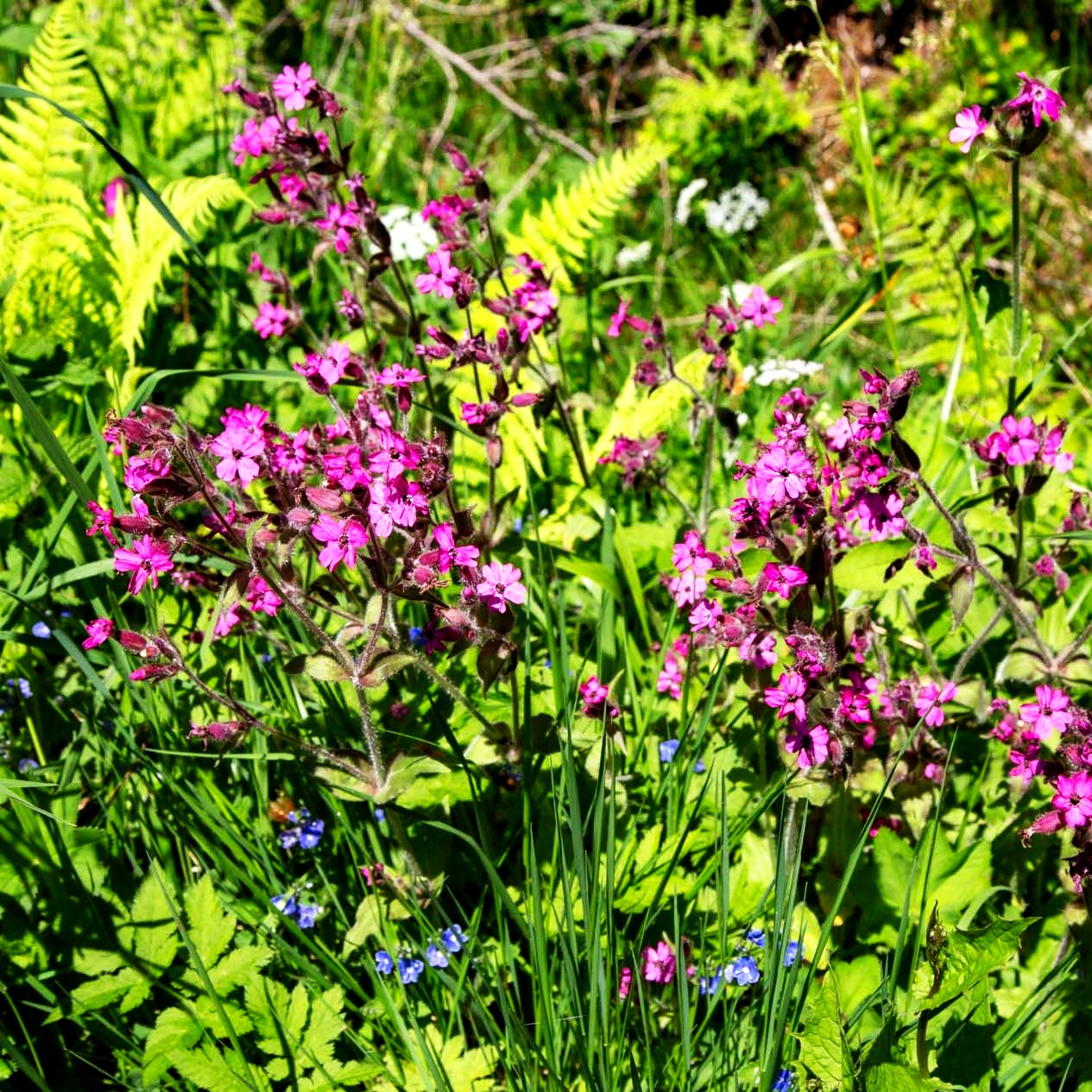 Rotblühende Lichtnelke (Silene dioica)