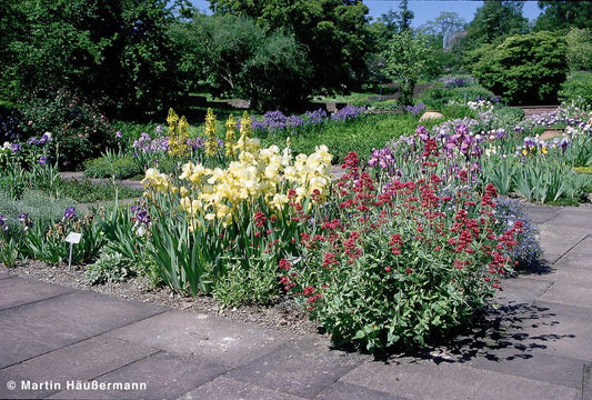 Rotblühende Spornblume 'Coccineus' (Centranthus ruber)