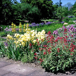 Rotblühende Spornblume 'Coccineus' (Centranthus ruber)