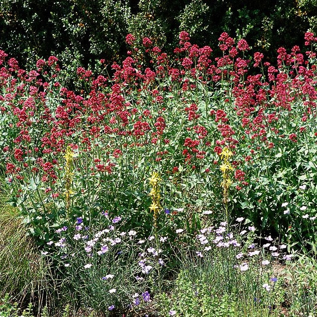Rotblühende Spornblume 'Coccineus' (Centranthus ruber)