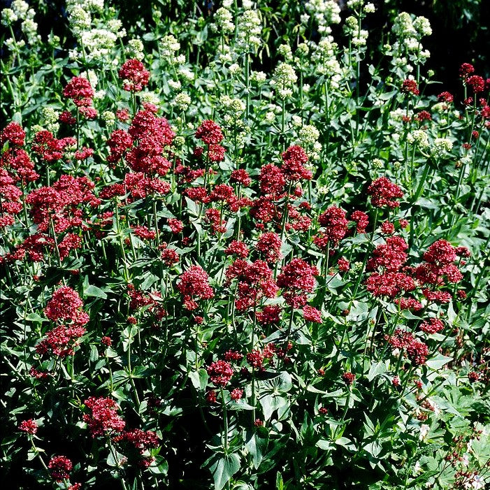 Rotblühende Spornblume 'Coccineus' (Centranthus ruber)