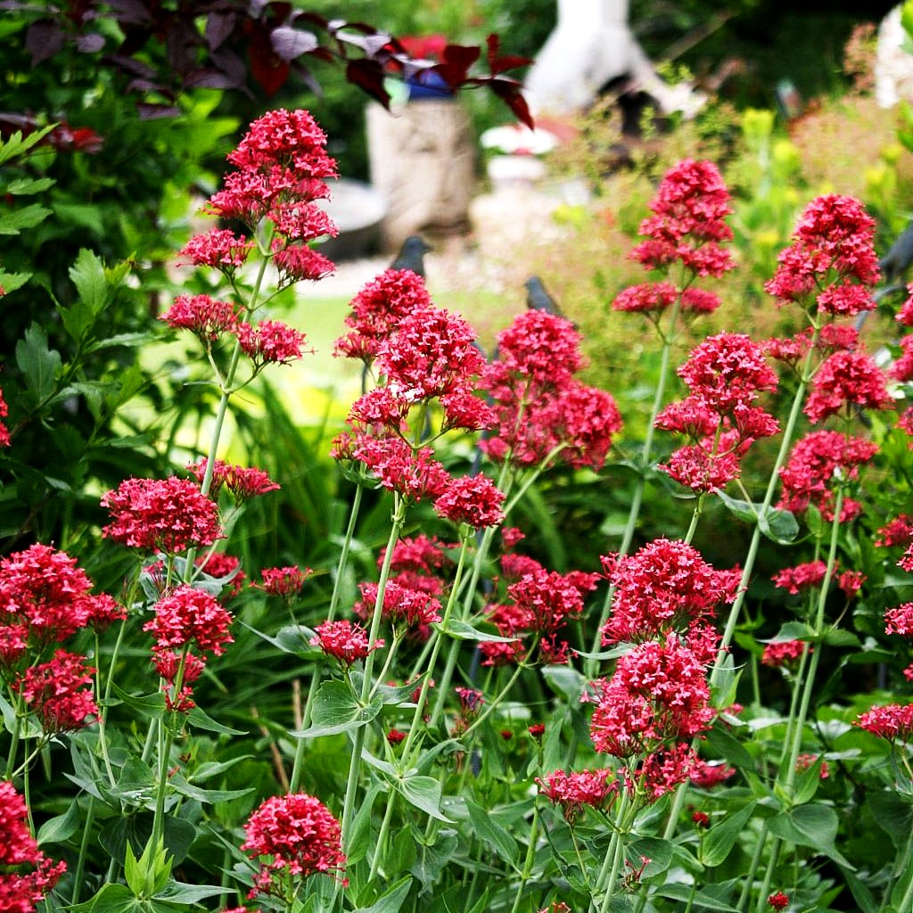 Rotblühende Spornblume 'Coccineus' (Centranthus ruber)
