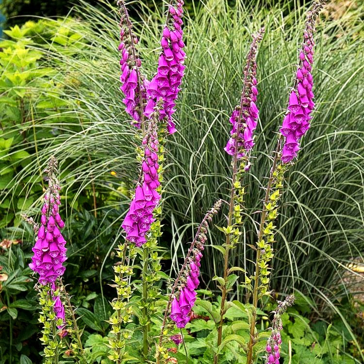 Rotblühender Fingerhut (Digitalis purpurea)