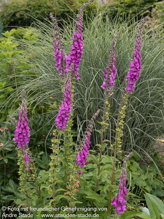 Rotblühender Fingerhut (Digitalis purpurea)