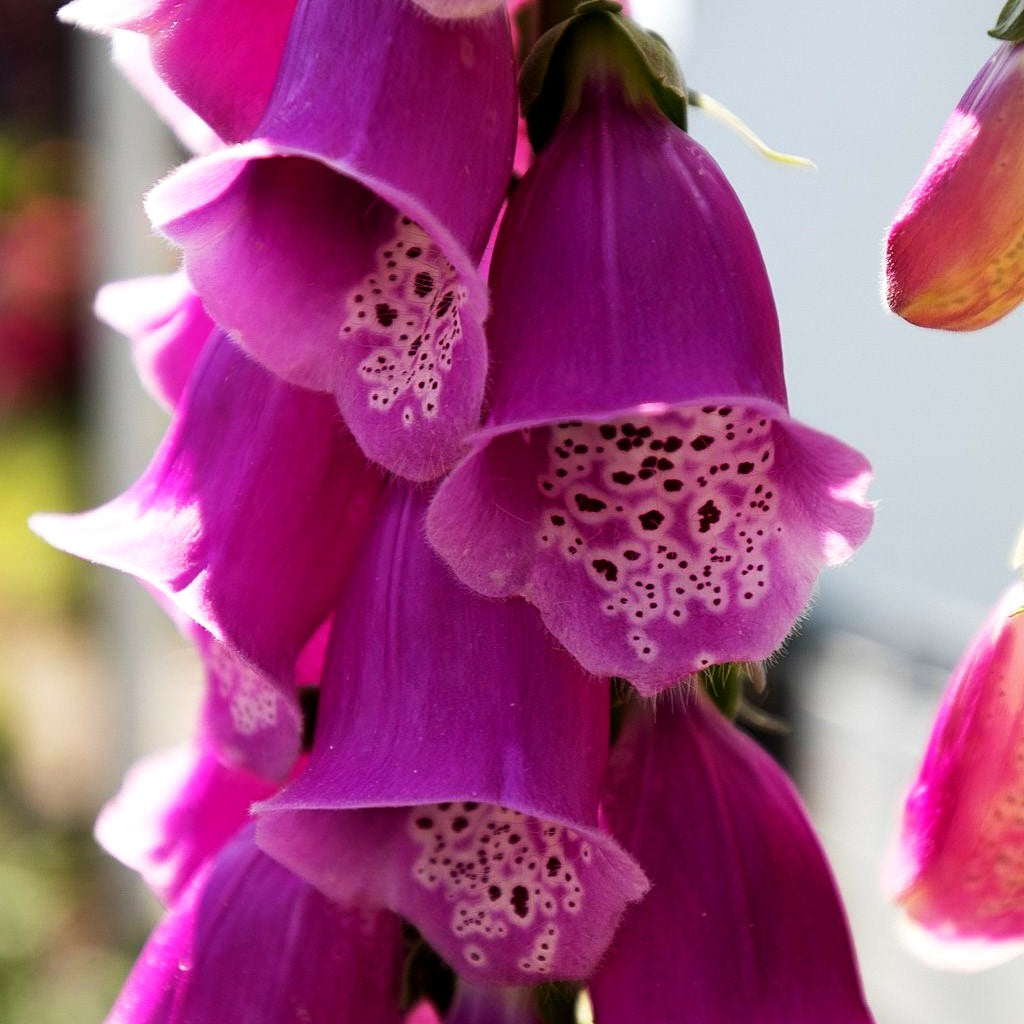 Rotblühender Fingerhut (Digitalis purpurea)