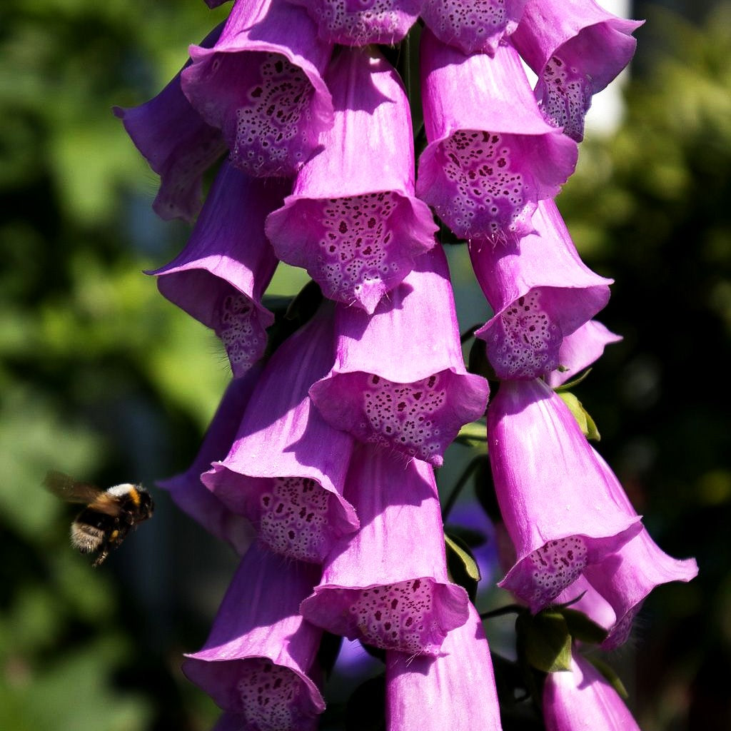 Rotblühender Fingerhut (Digitalis purpurea)