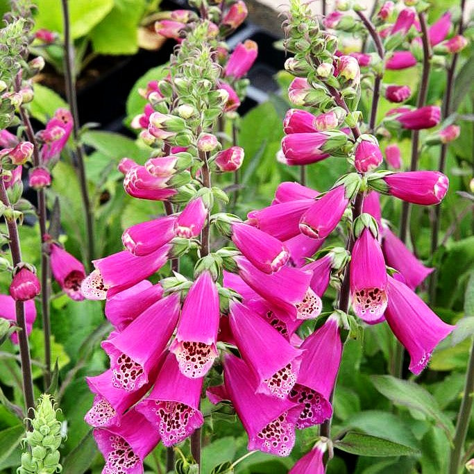 Rotblühender Fingerhut (Digitalis purpurea)