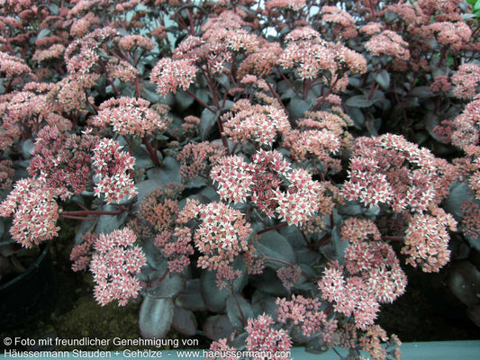 Rotbraunblättrige Fetthenne 'Black Beauty' (Sedum telephium)