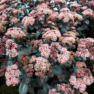 Rotbraunblättrige Fetthenne 'Black Beauty' (Sedum telephium)