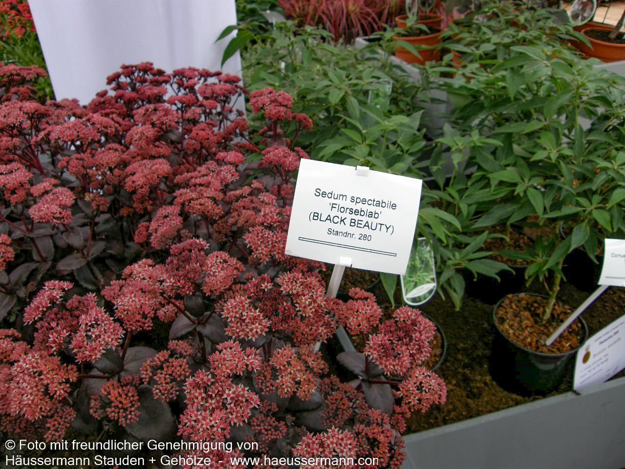 Rotbraunblättrige Fetthenne 'Black Beauty' (Sedum telephium)