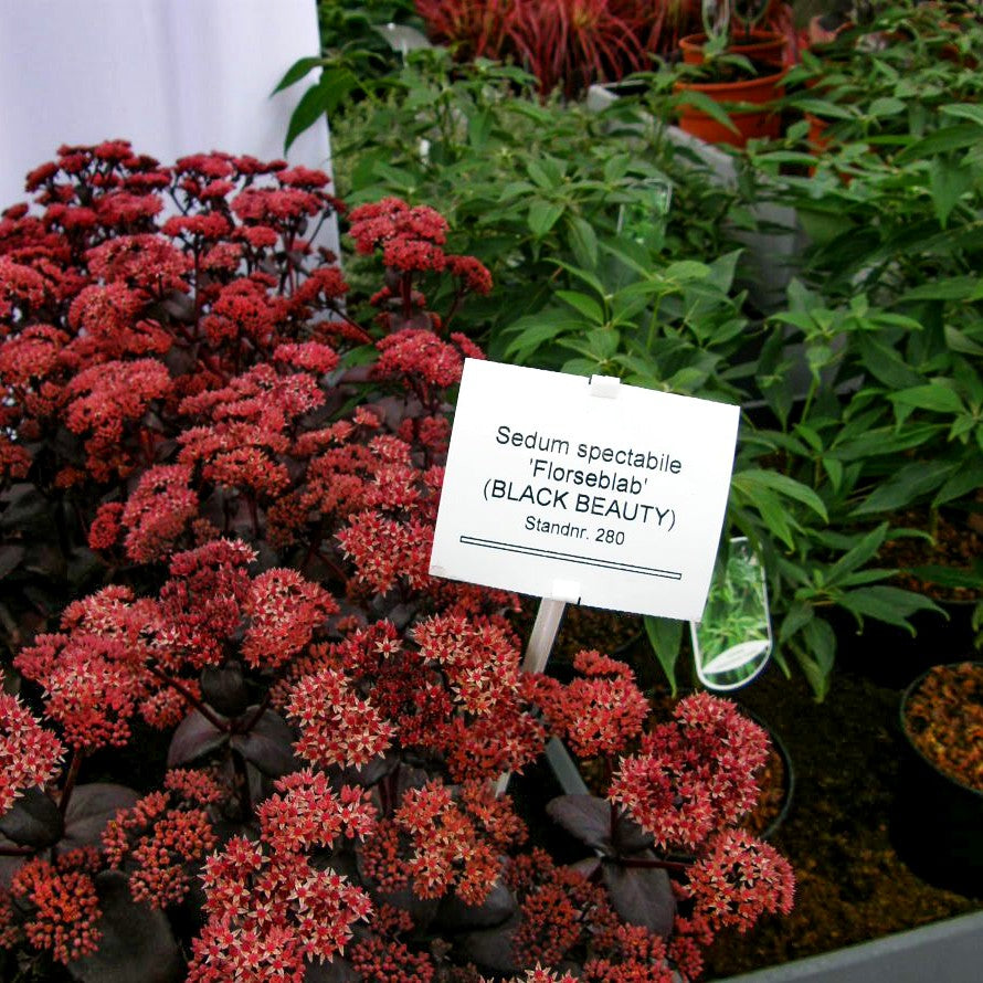Rotbraunblättrige Fetthenne 'Black Beauty' (Sedum telephium)