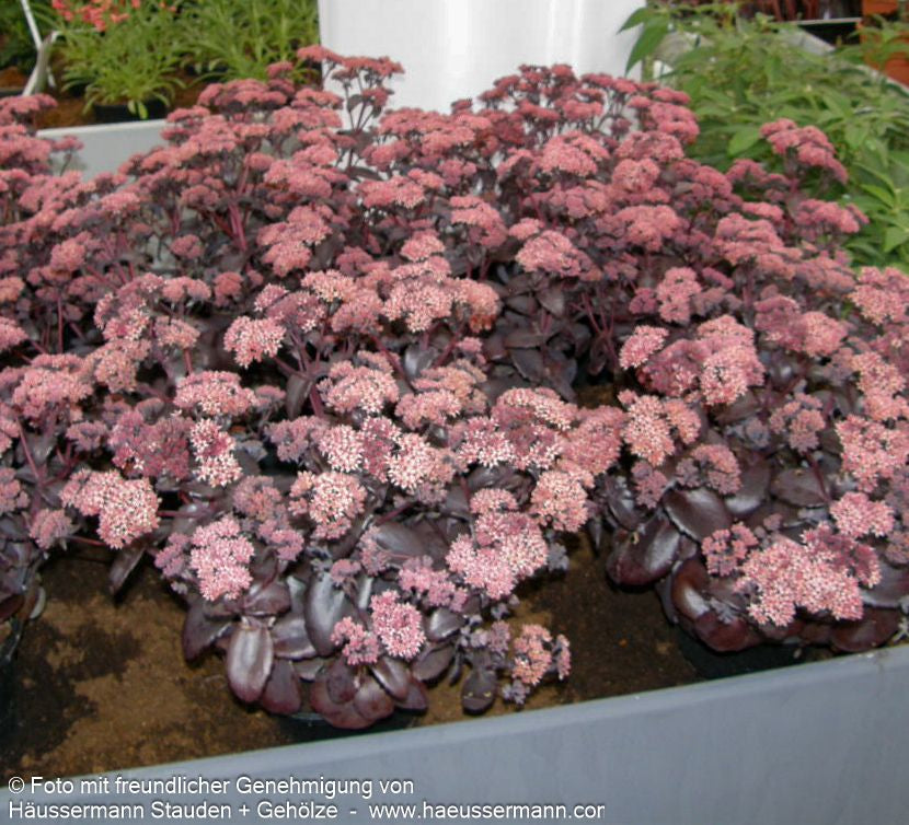 Rotbraunblättrige Fetthenne 'Black Beauty' (Sedum telephium)