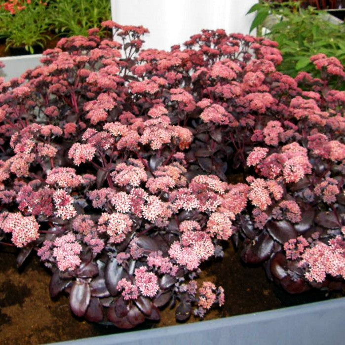 Rotbraunblättrige Fetthenne 'Black Beauty' (Sedum telephium)
