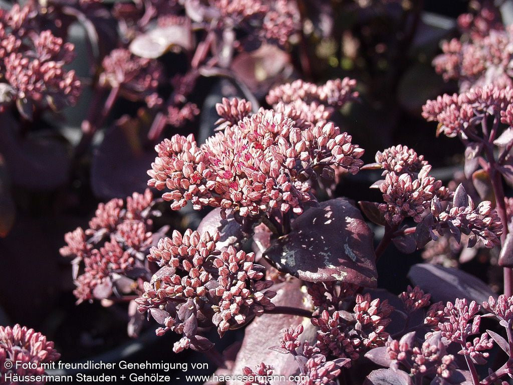 Rotbraunblättrige Fetthenne 'Black Beauty' (Sedum telephium)
