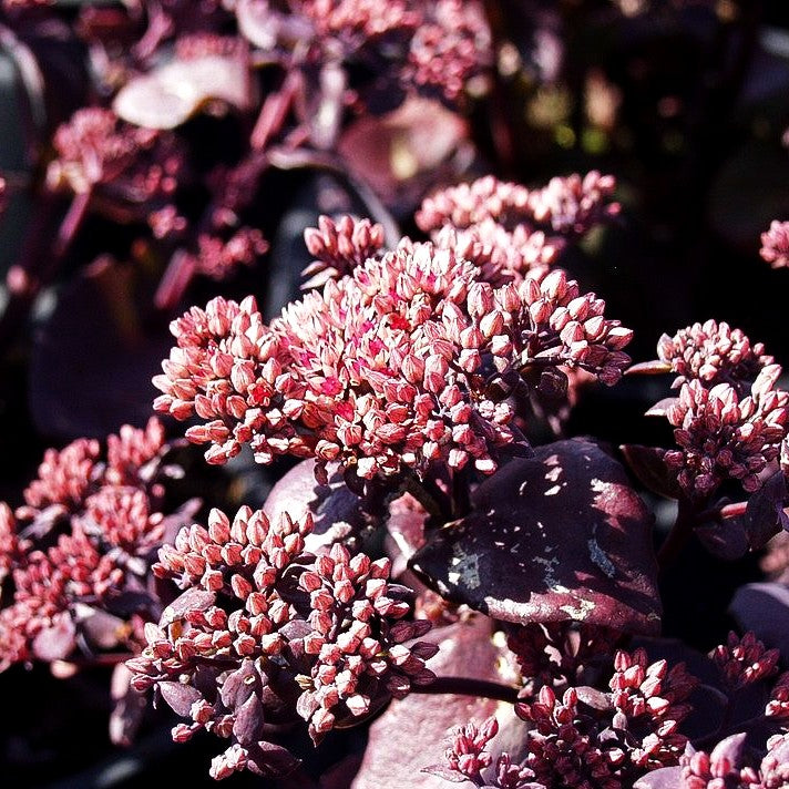 Rotbraunblättrige Fetthenne 'Black Beauty' (Sedum telephium)