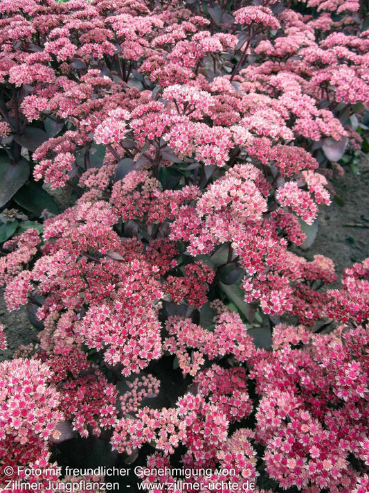 Rotbraunblättrige Fetthenne 'Xenox' (Sedum telephium)