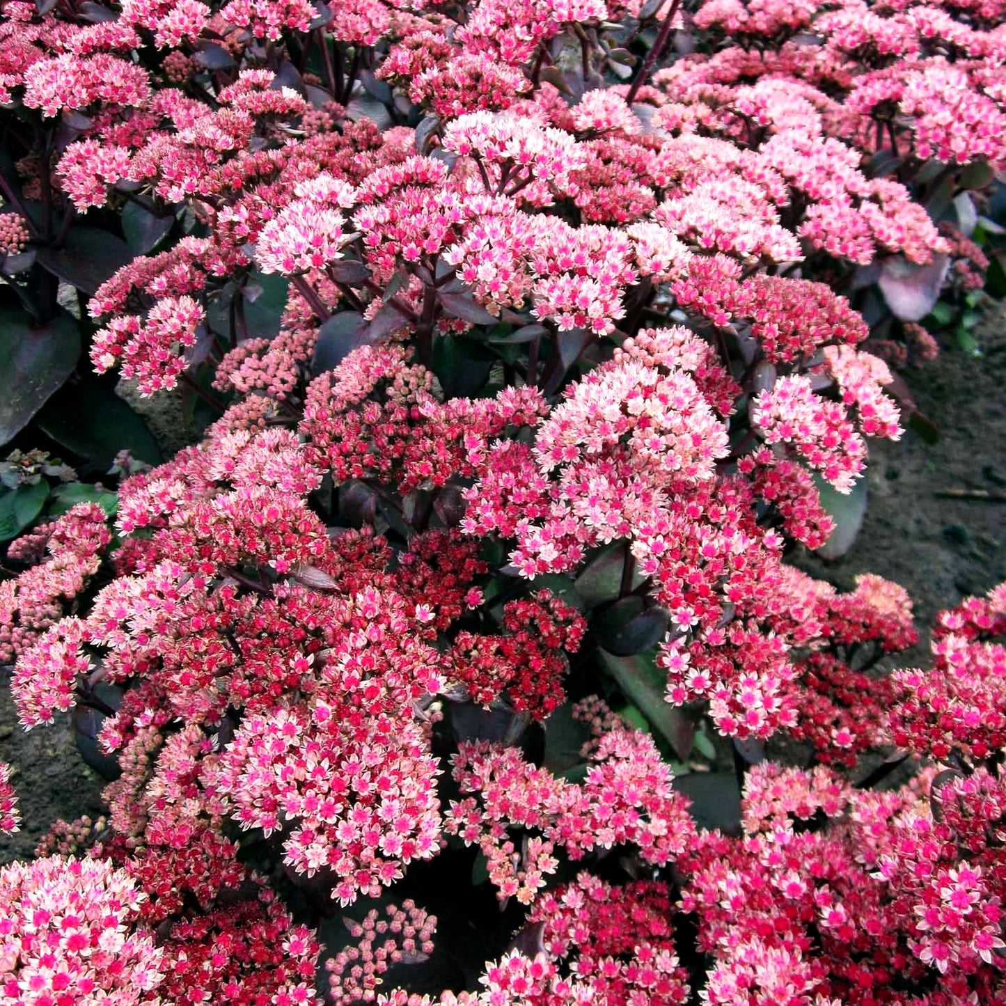 Rotbraunblättrige Fetthenne 'Xenox' (Sedum telephium)