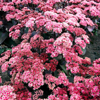 Rotbraunblättrige Fetthenne 'Xenox' (Sedum telephium)