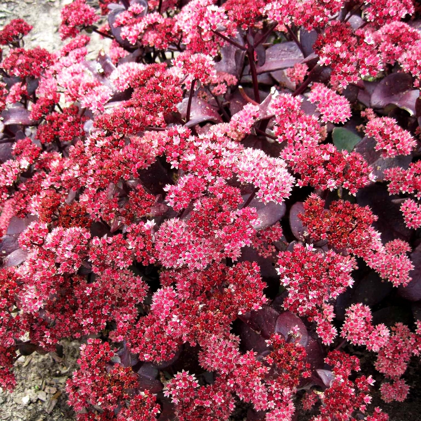 Rotbraunblättrige Fetthenne 'Xenox' (Sedum telephium)