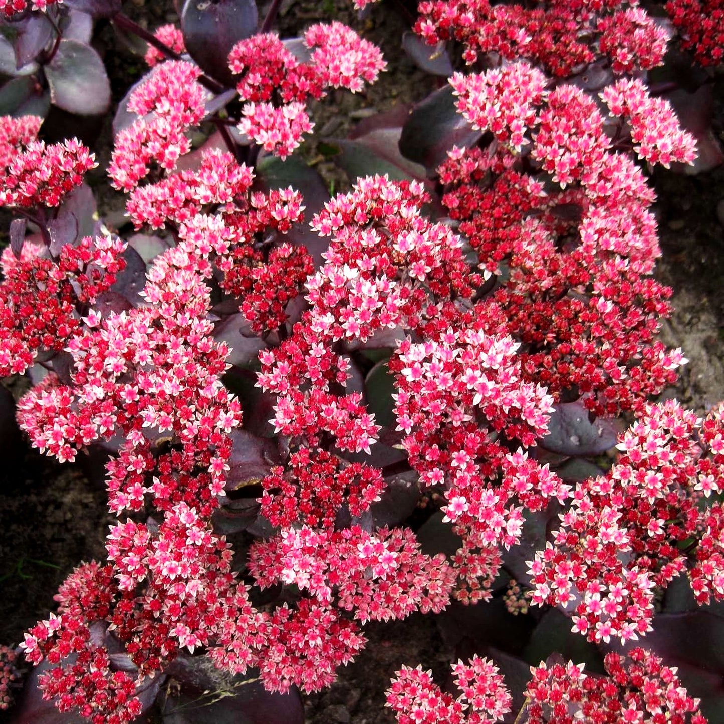 Rotbraunblättrige Fetthenne 'Xenox' (Sedum telephium)