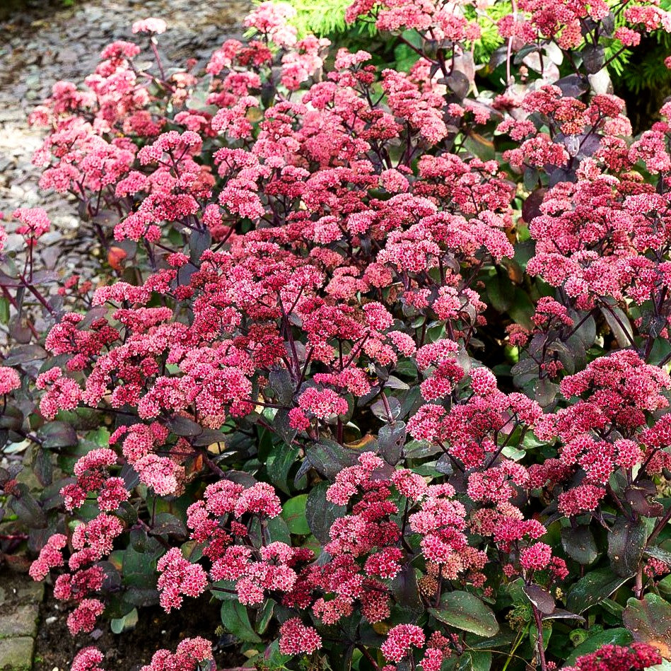 Rotbraunblättrige Fetthenne 'Xenox' (Sedum telephium)