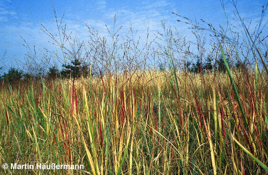 Rotbraune Ruten-Hirse 'Hänse Herms' (Panicum virgatum)