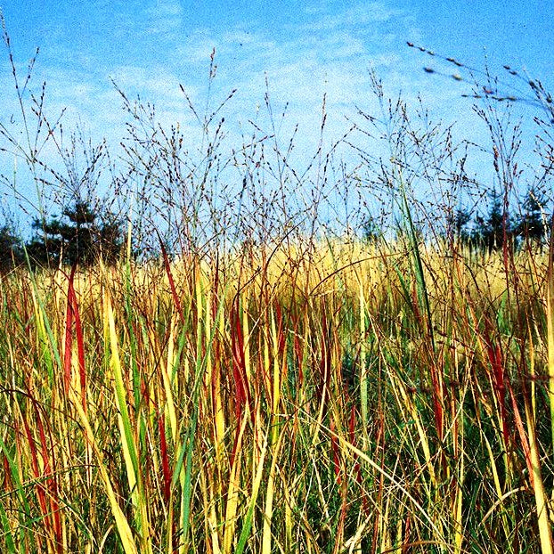 Rotbraune Ruten-Hirse 'Hänse Herms' (Panicum virgatum)