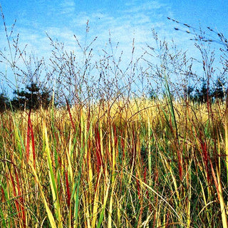 Rotbraune Ruten-Hirse 'Hänse Herms' (Panicum virgatum)