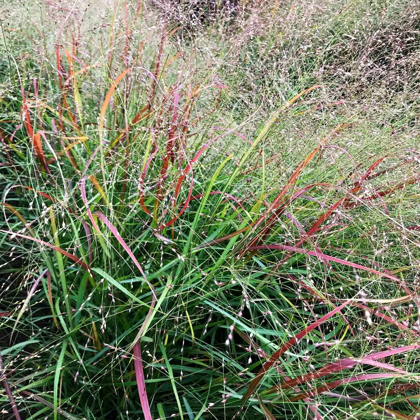 Rotbraune Ruten-Hirse 'Hänse Herms' (Panicum virgatum)