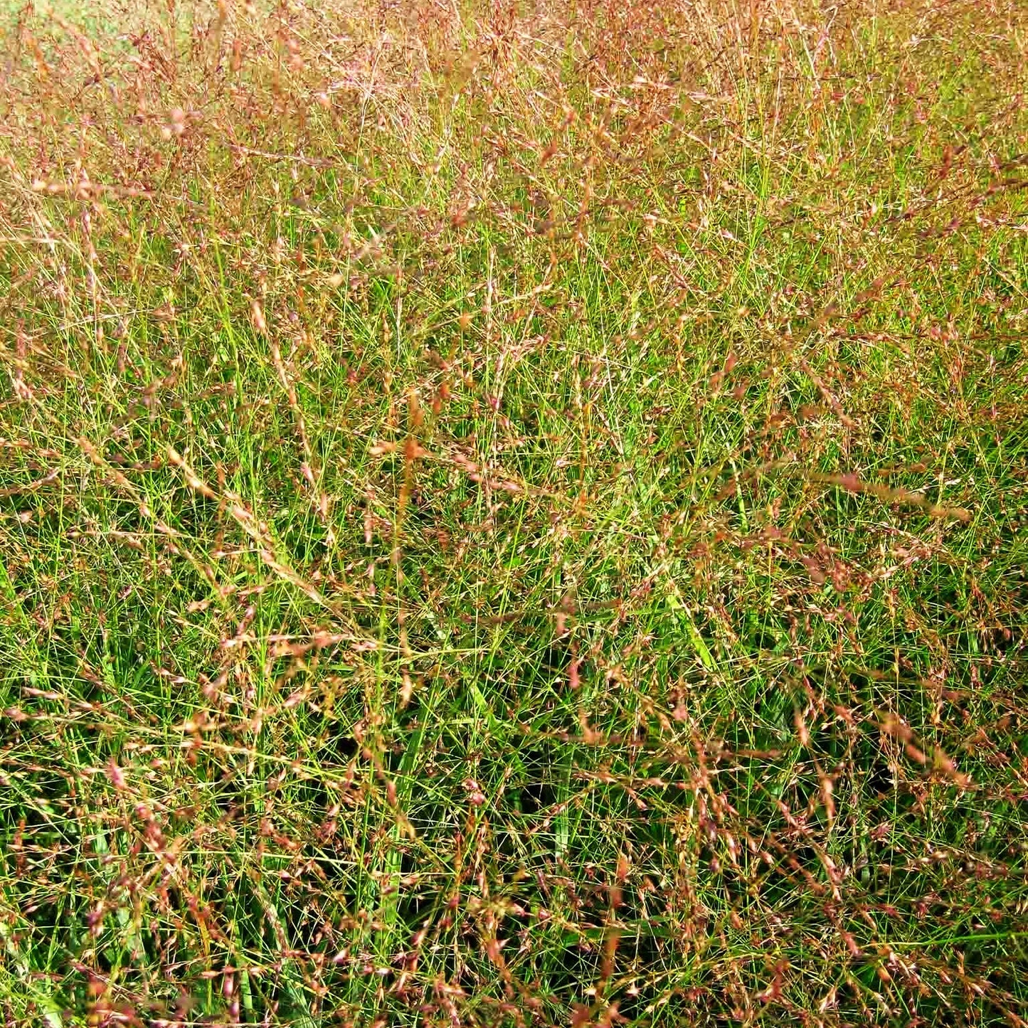 Rotbraune Ruten-Hirse 'Hänse Herms' (Panicum virgatum)