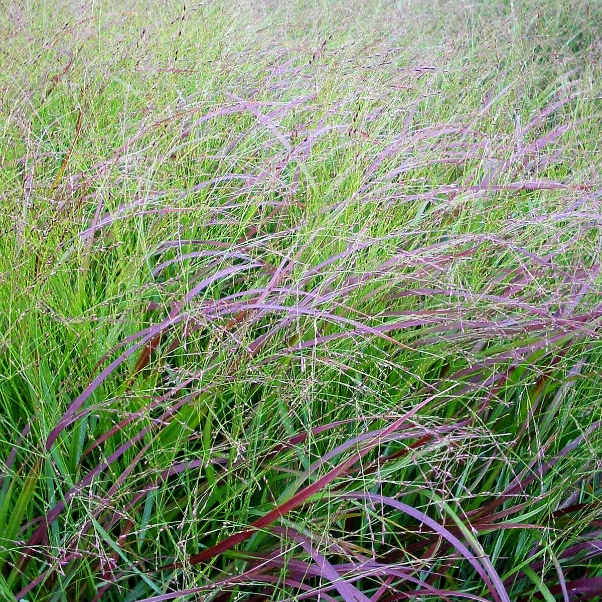 Rotbraune Ruten-Hirse 'Hänse Herms' (Panicum virgatum)