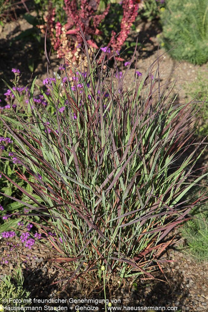 Rotbraune Ruten-Hirse 'Hänse Herms' (Panicum virgatum)