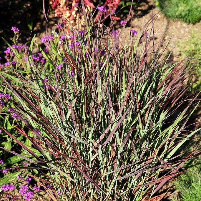 Rotbraune Ruten-Hirse 'Hänse Herms' (Panicum virgatum)