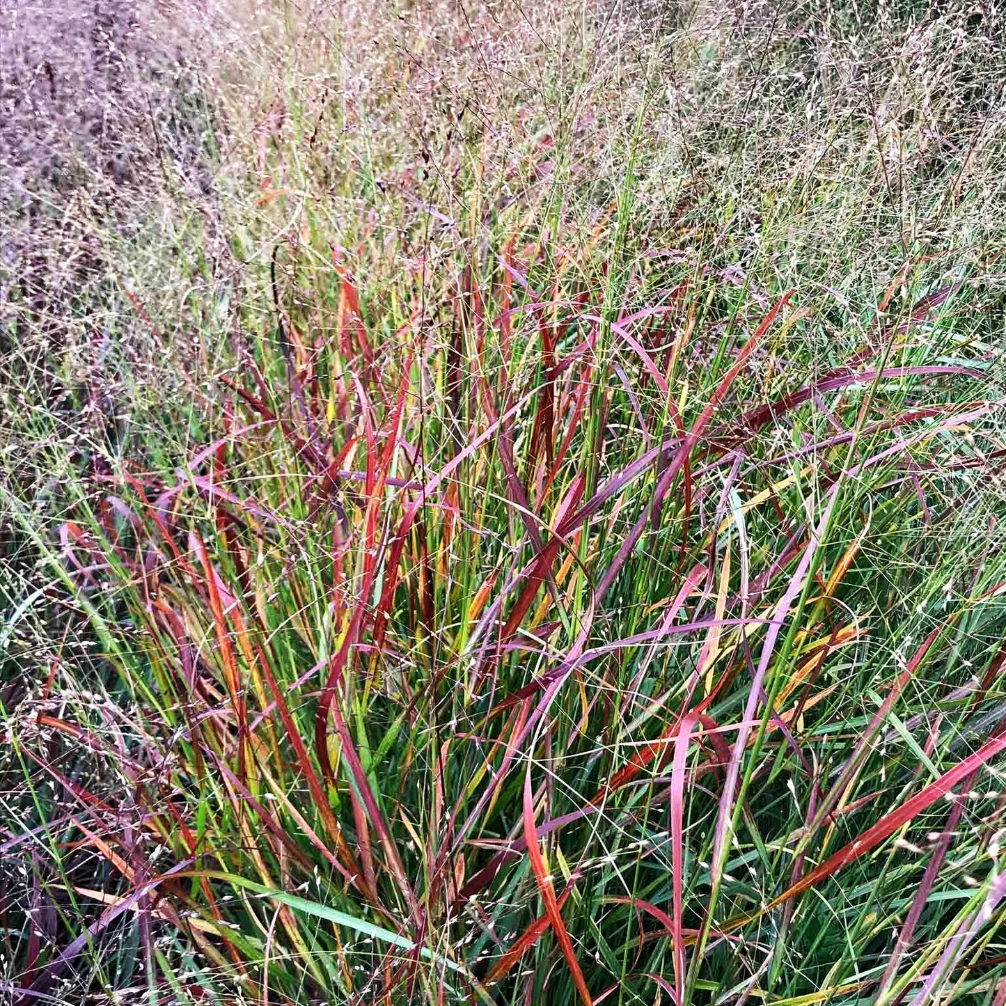 Rotbraune Ruten-Hirse 'Rehbraun' (Panicum virgatum)