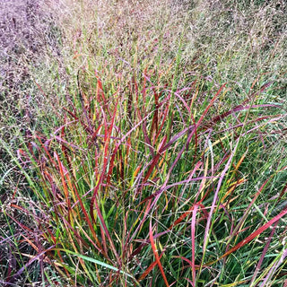 Rotbraune Ruten-Hirse 'Rehbraun' (Panicum virgatum)