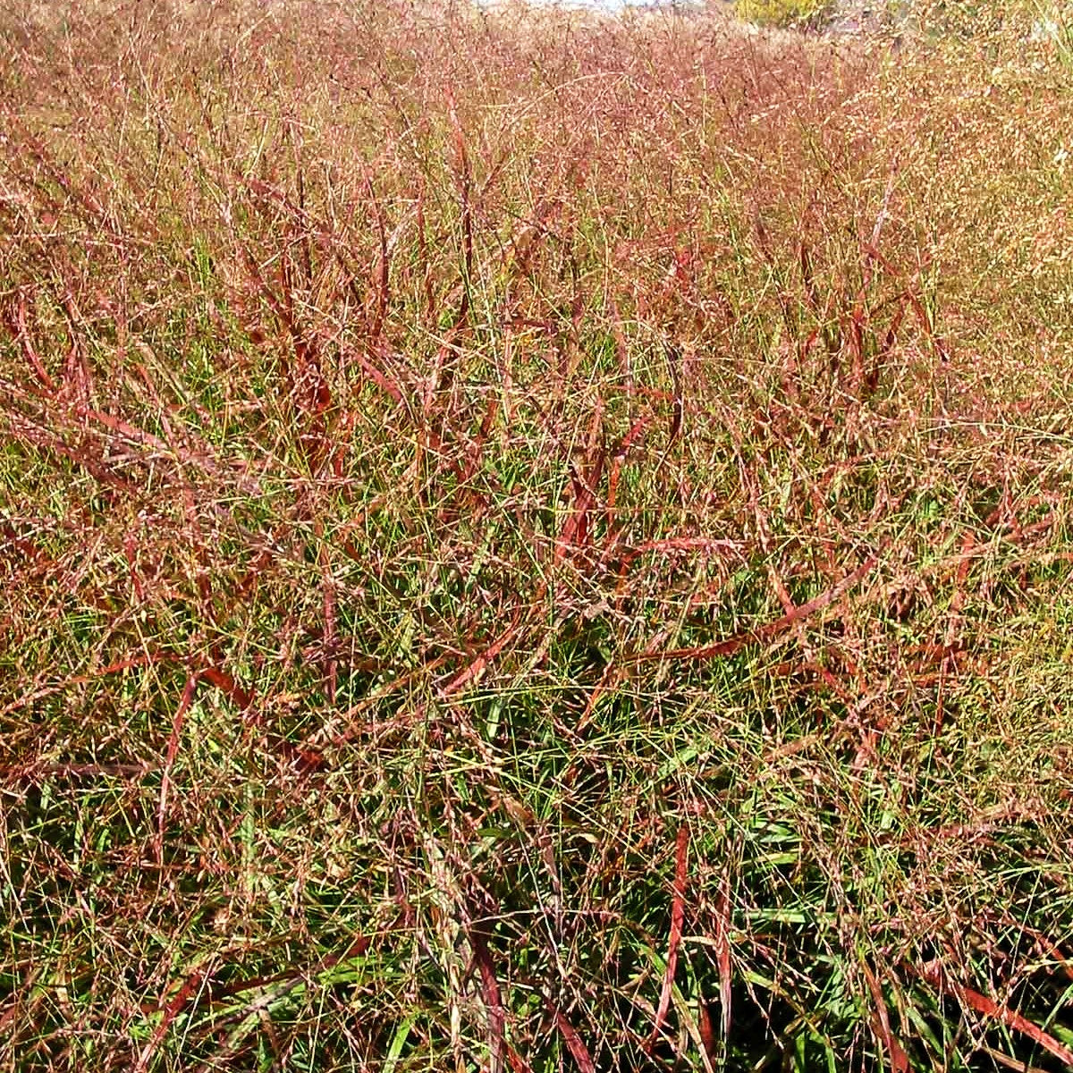 Rotbraune Ruten-Hirse 'Rehbraun' (Panicum virgatum)