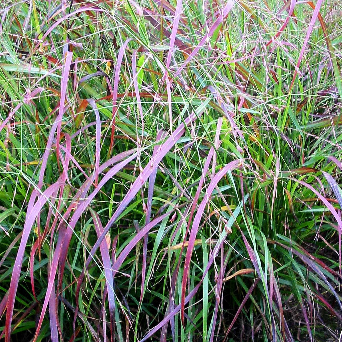 Rotbraune Ruten-Hirse 'Rehbraun' (Panicum virgatum)