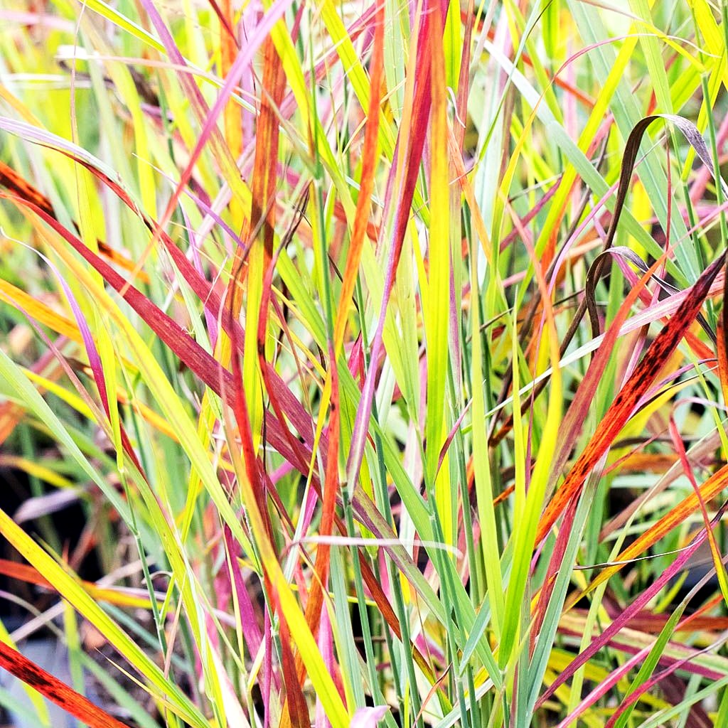 Rotbraune Ruten-Hirse 'Rehbraun' (Panicum virgatum)
