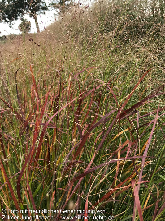 Rotbraune Ruten-Hirse 'Rotstrahlbusch' (Panicum virgatum)