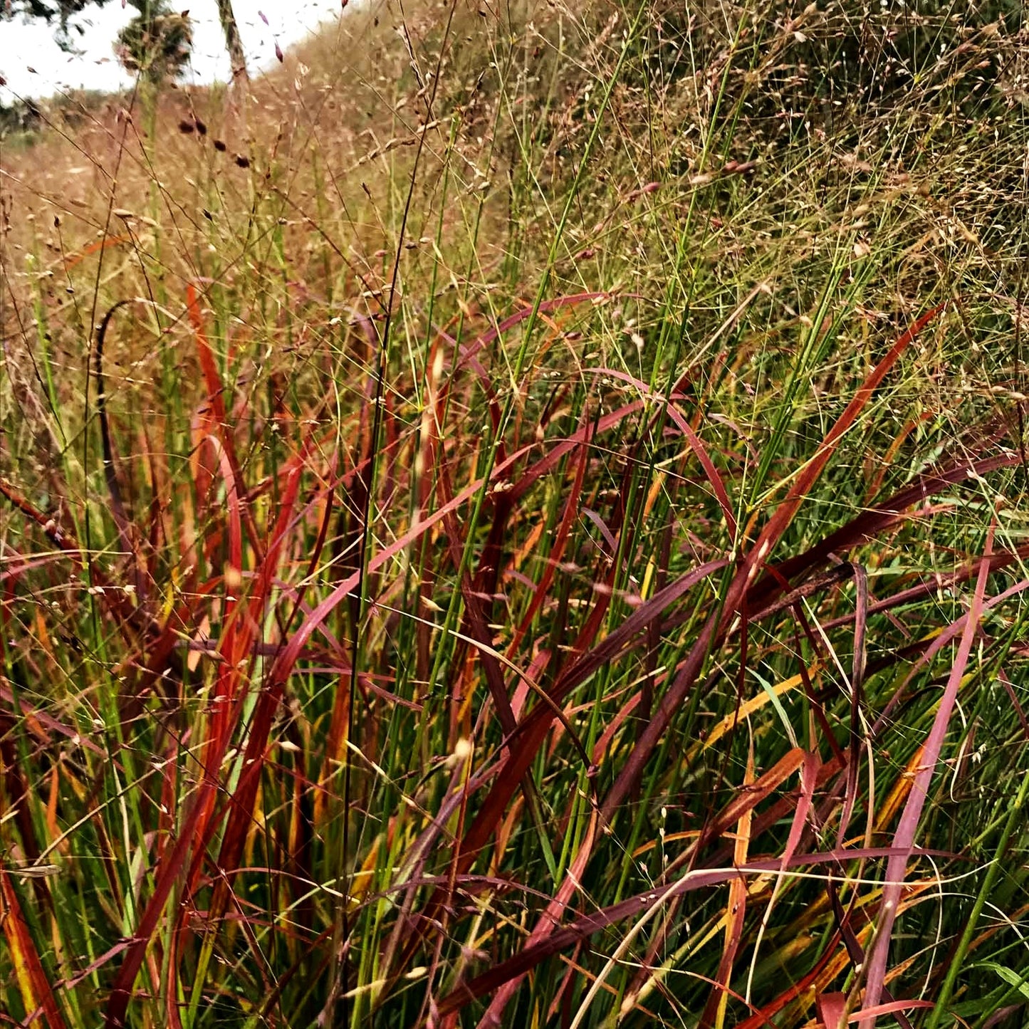 Rotbraune Ruten-Hirse 'Rotstrahlbusch' (Panicum virgatum)