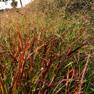 Rotbraune Ruten-Hirse 'Rotstrahlbusch' (Panicum virgatum)