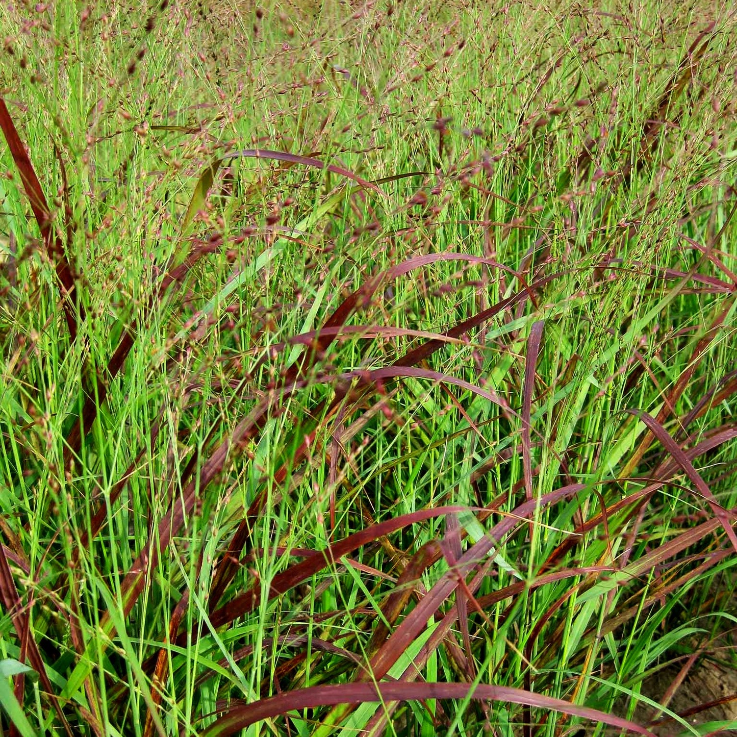 Rotbraune Ruten-Hirse 'Rotstrahlbusch' (Panicum virgatum)